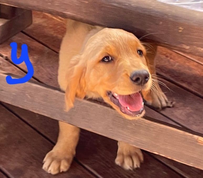 Golden Retriever Beautiful Healthy Puppies breeder image 21