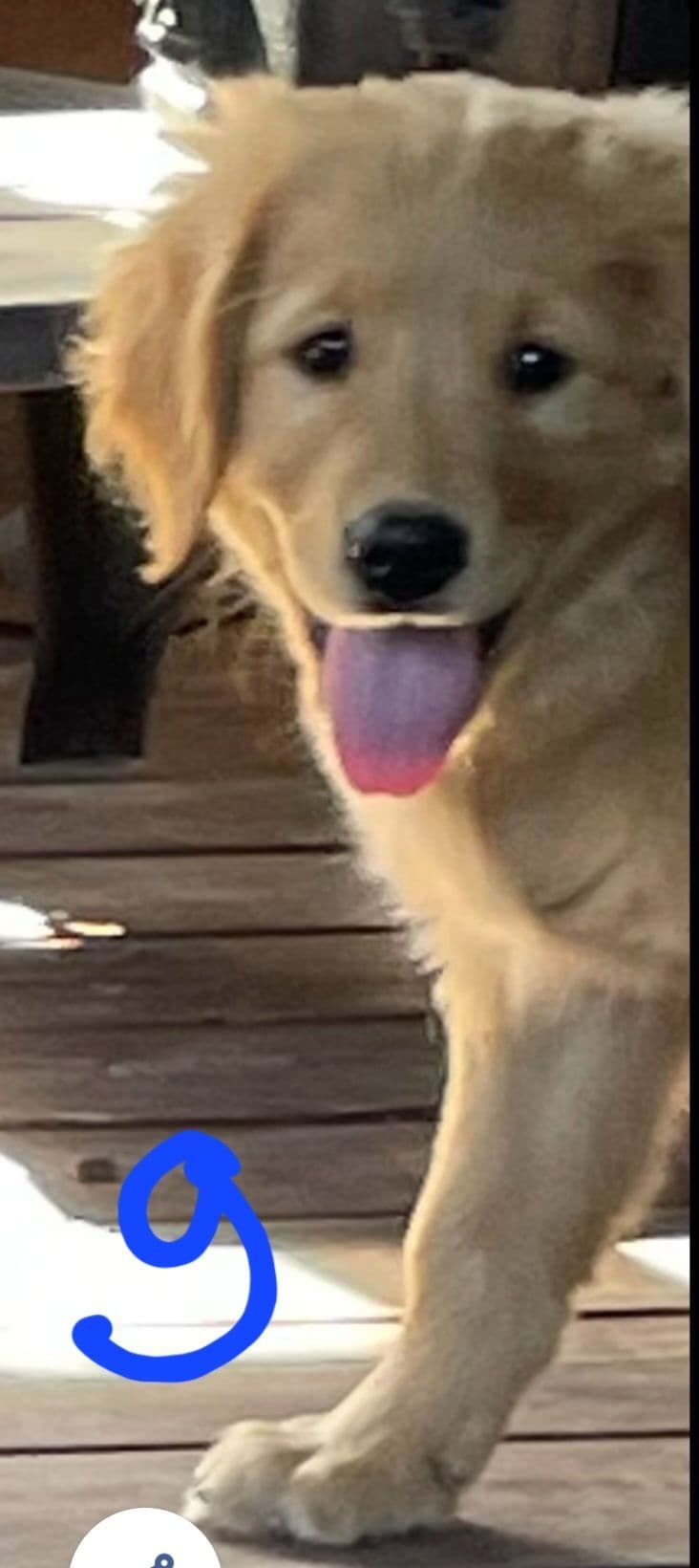 Golden Retriever Beautiful Healthy Puppies breeder image 12