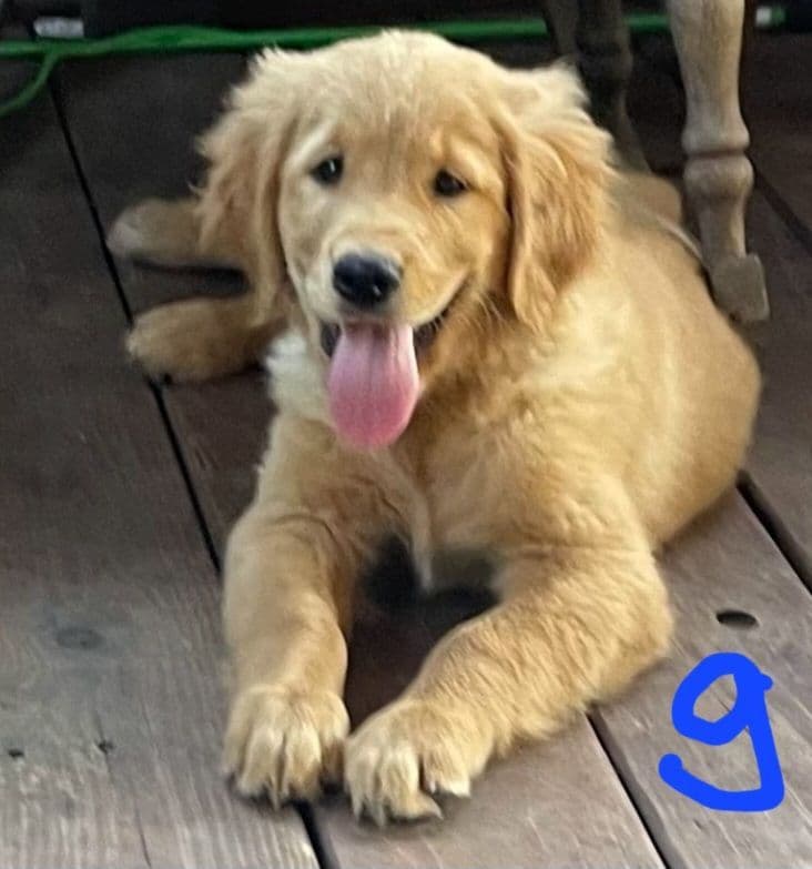 Golden Retriever Beautiful Healthy Puppies breeder image 17