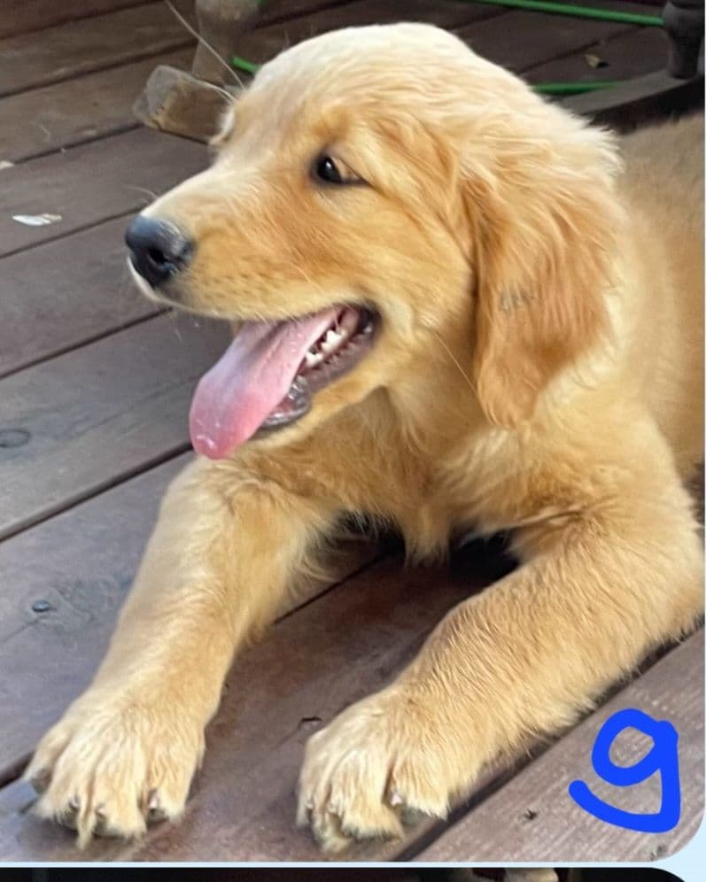 Golden Retriever Beautiful Healthy Puppies breeder image 13