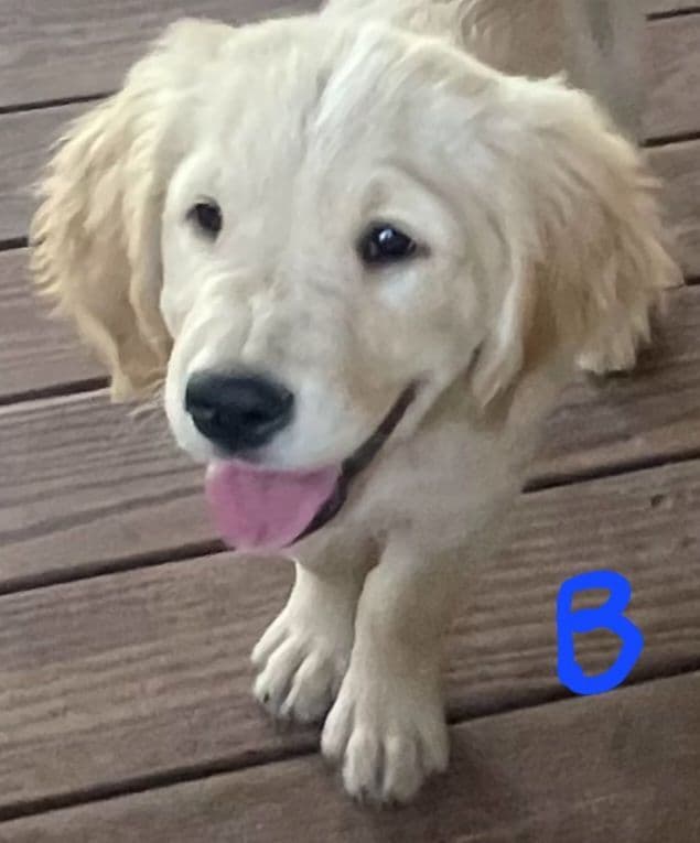 Golden Retriever Beautiful Healthy Puppies breeder image 22