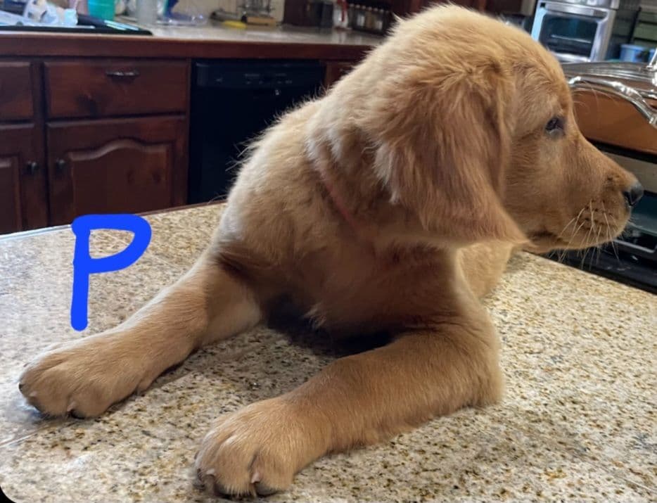 Golden Retriever Beautiful Healthy Puppies breeder image 15