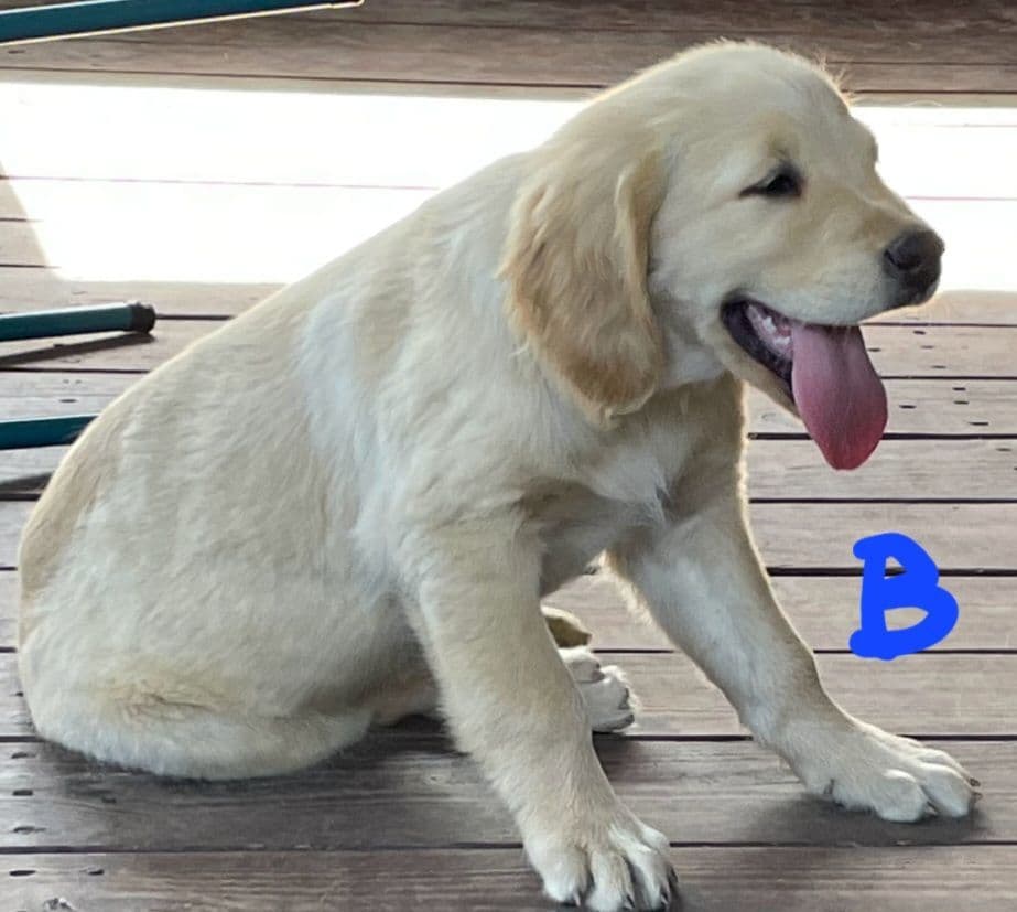 Golden Retriever Beautiful Healthy Puppies breeder image 14