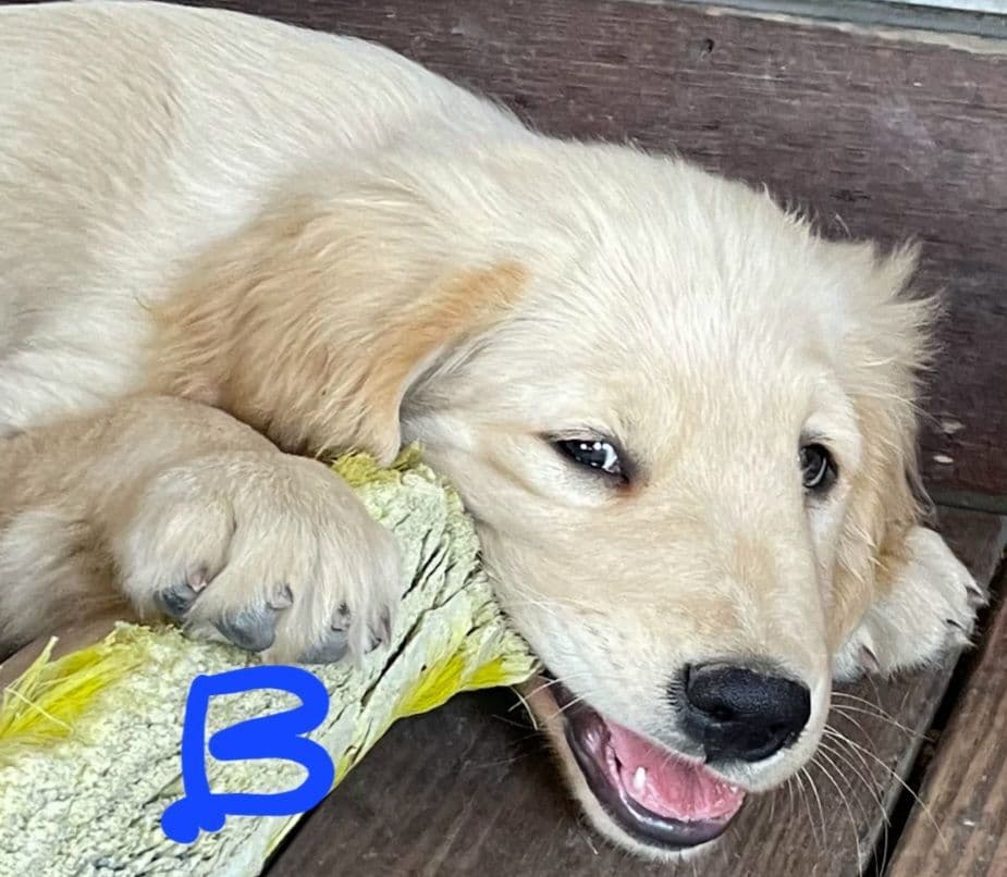 Golden Retriever Beautiful Healthy Puppies breeder image 18