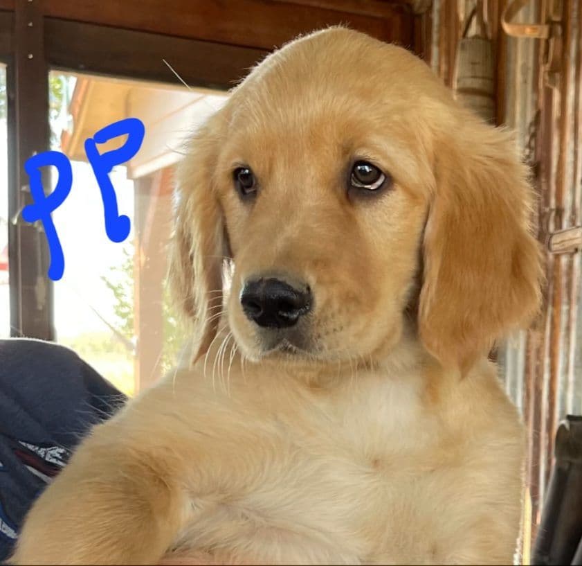 Golden Retriever Beautiful Healthy Puppies breeder image 16