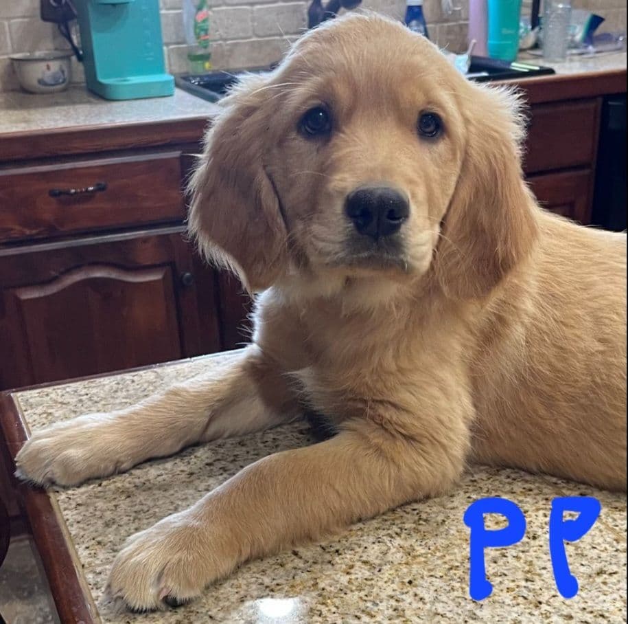 Golden Retriever Beautiful Healthy Puppies breeder image 27