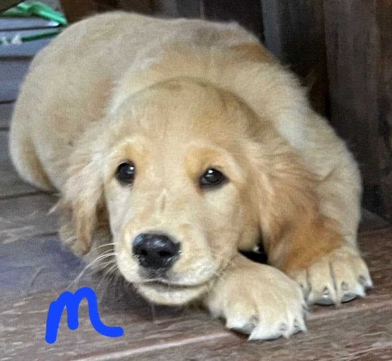 Golden Retriever Beautiful Healthy Puppies breeder image 20