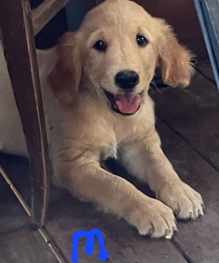 Golden Retriever Beautiful Healthy Puppies breeder image 23