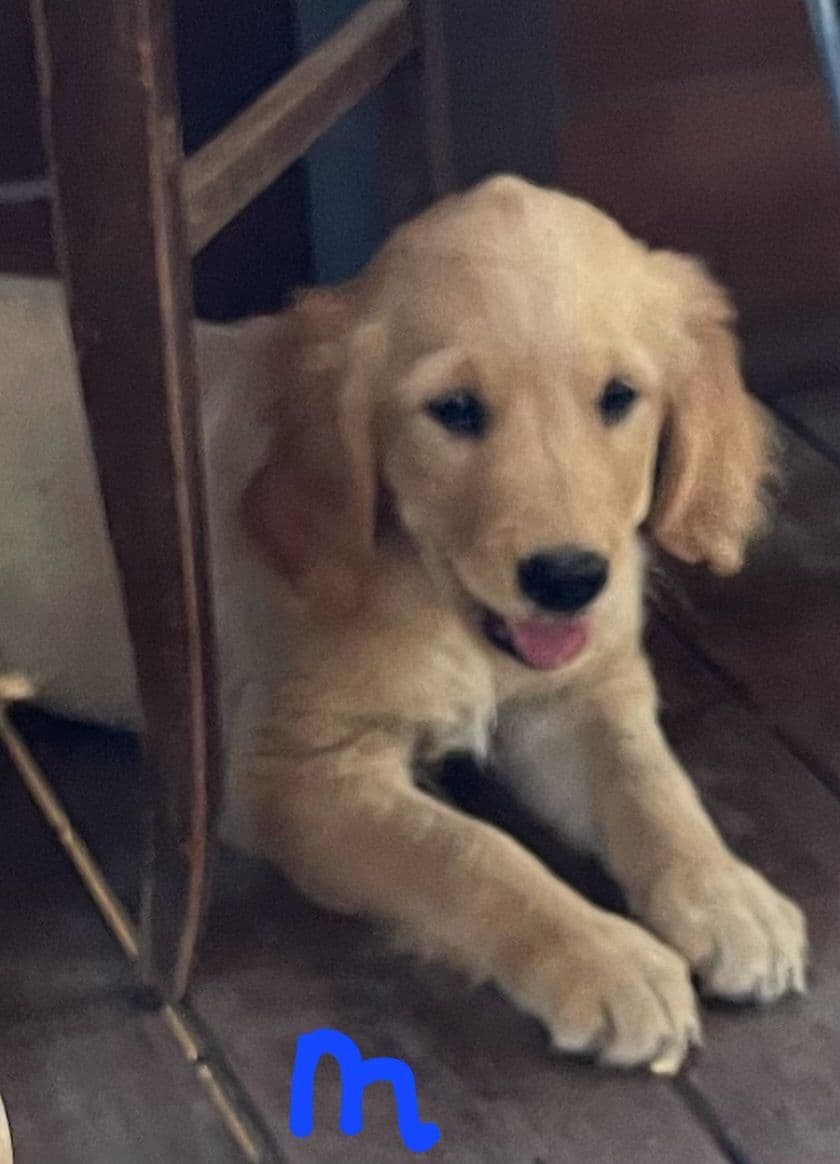 Golden Retriever Beautiful Healthy Puppies breeder image 24