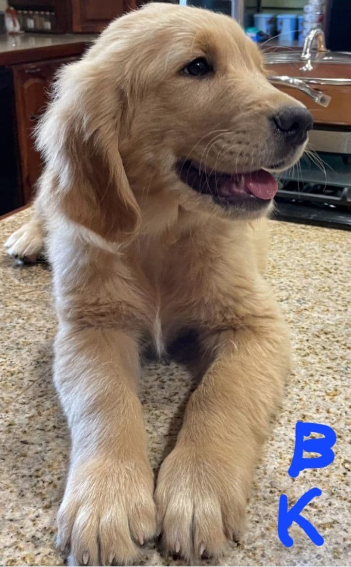 Golden Retriever Beautiful Healthy Puppies breeder image 25