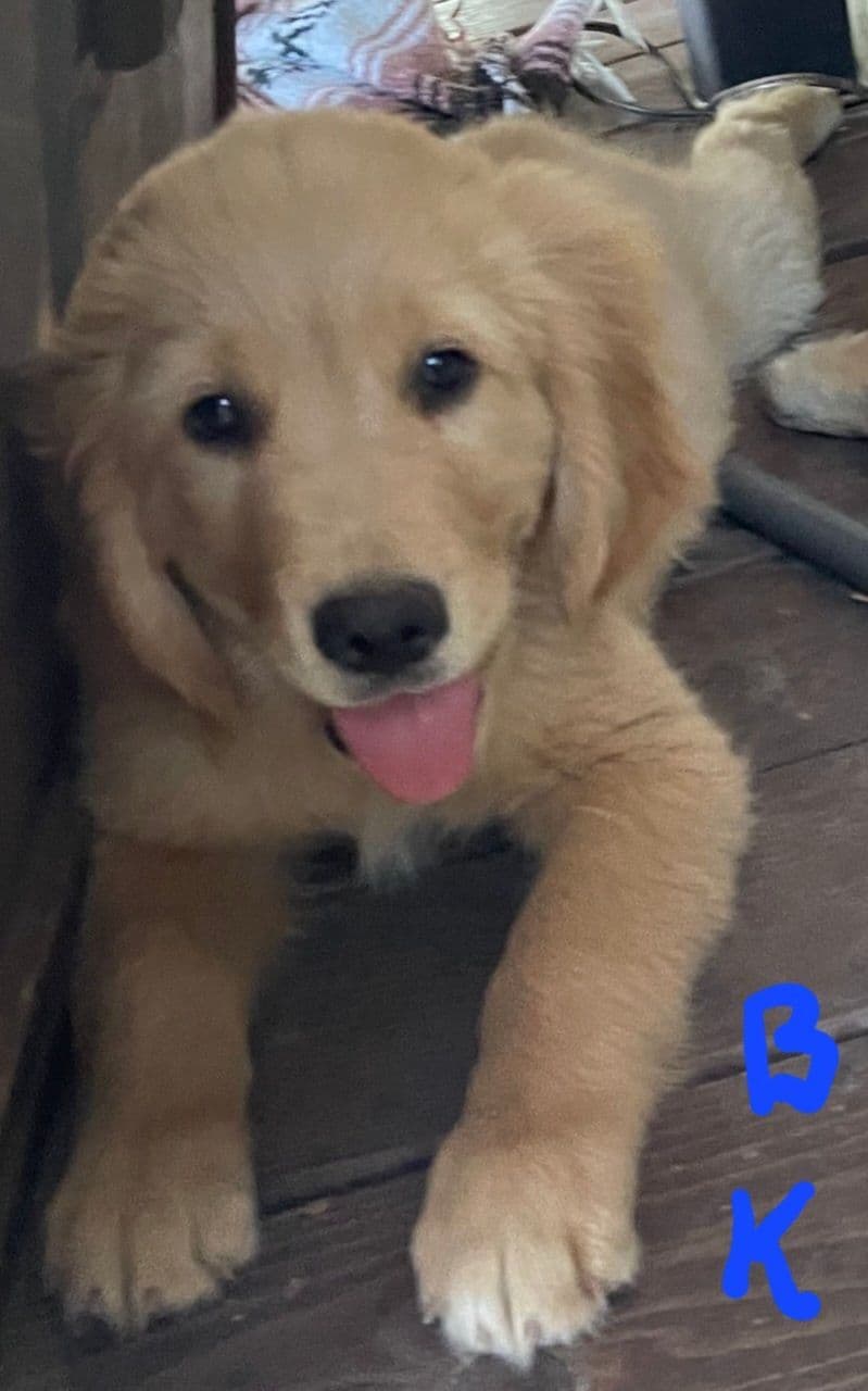 Golden Retriever Beautiful Healthy Puppies breeder image 28