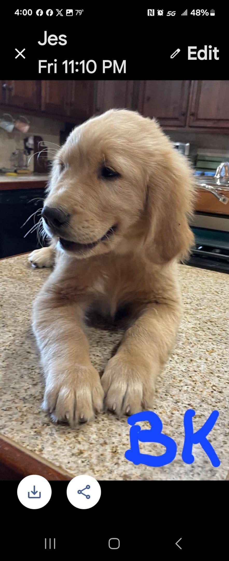 Golden Retriever Beautiful Healthy Puppies breeder image 29