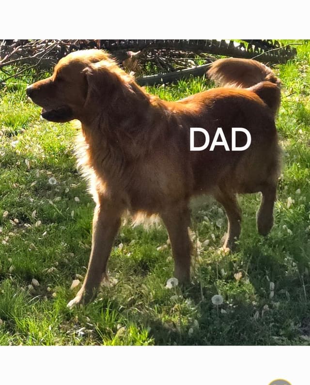 Golden Retriever Beautiful Healthy Puppies media 2