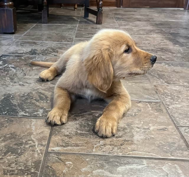 Golden Retriever Beautiful Healthy Puppies media 3