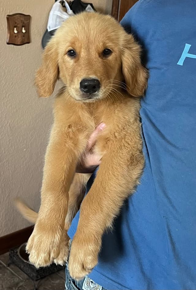 Golden Retriever Beautiful Healthy Puppies media 4