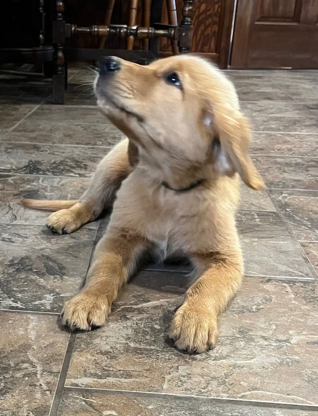 Golden Retriever Beautiful Healthy Puppies media 5