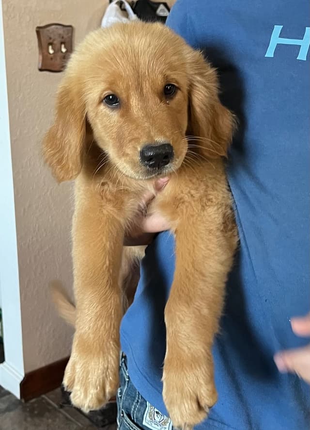 Golden Retriever Beautiful Healthy Puppies media 6