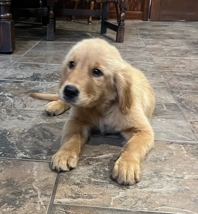 Golden Retriever Beautiful Healthy Puppies media 7