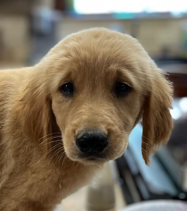 Golden Retriever Beautiful Healthy Puppies media 8