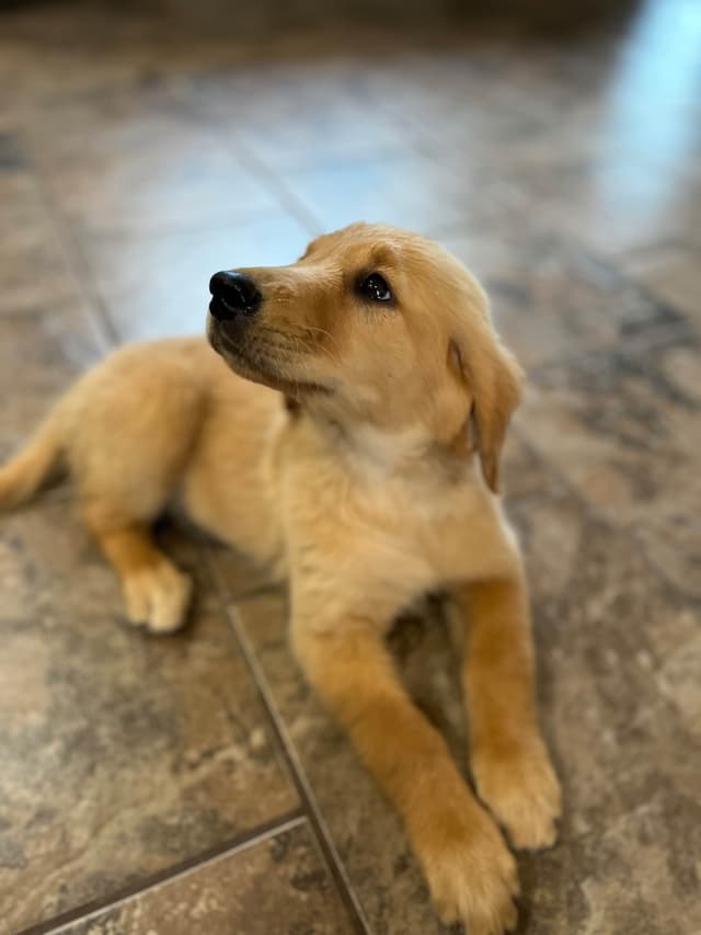 Golden Retriever Beautiful Healthy Puppies media 10