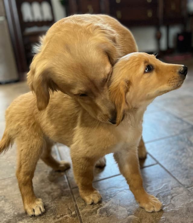 Golden Retriever Beautiful Healthy Puppies media 9