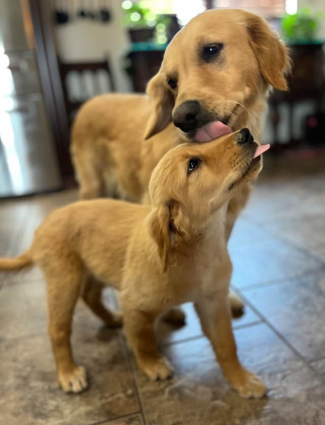 Golden Retriever Beautiful Healthy Puppies media 11