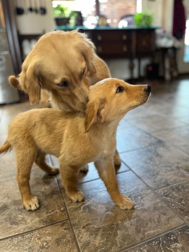 Golden Retriever Beautiful Healthy Puppies media 13