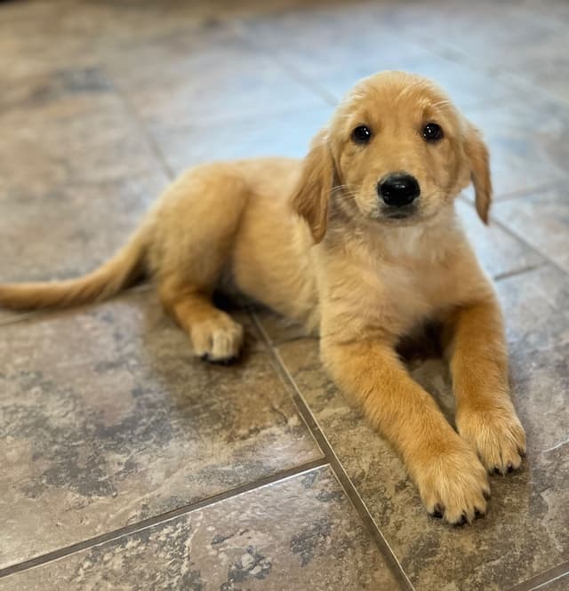 Golden Retriever Beautiful Healthy Puppies media 12