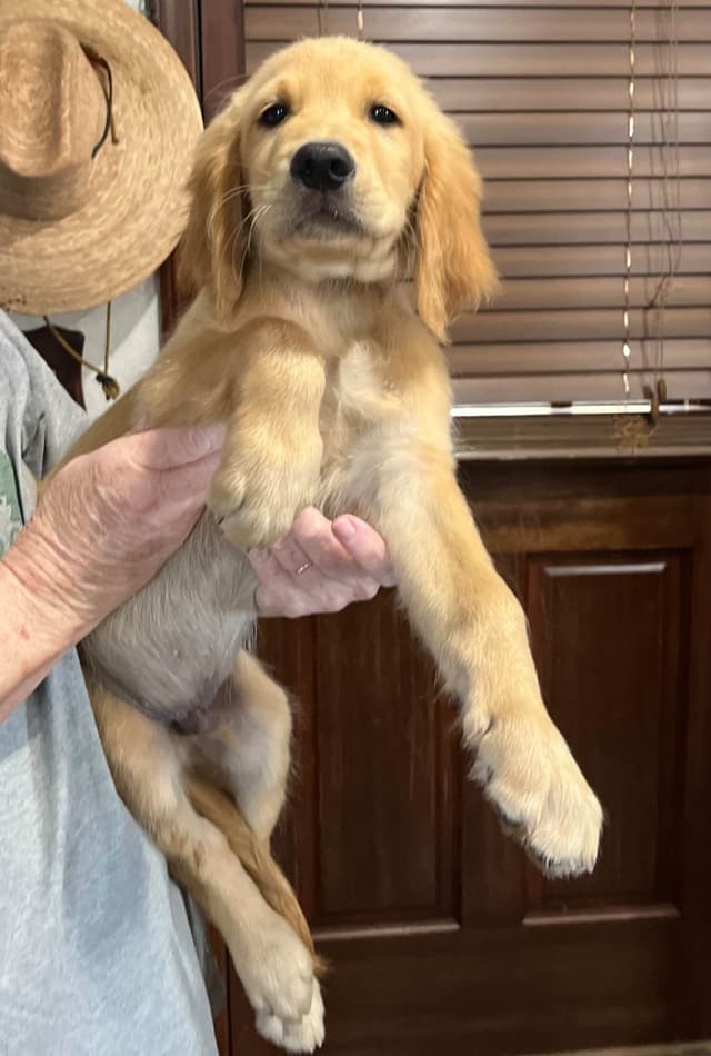 Golden Retriever Beautiful Healthy Puppies media 14
