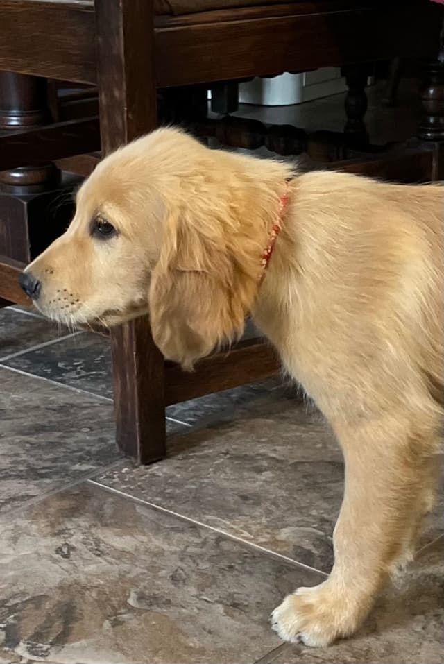 Golden Retriever Beautiful Healthy Puppies media 15