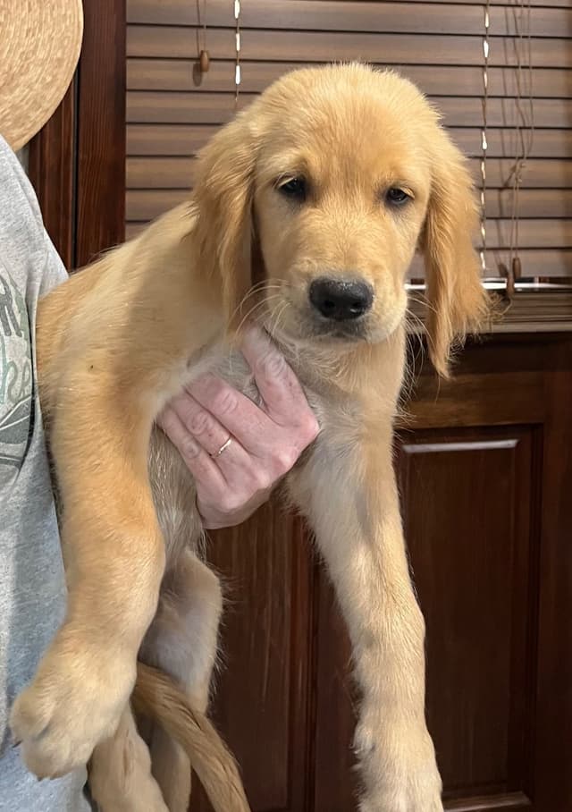 Golden Retriever Beautiful Healthy Puppies media 16