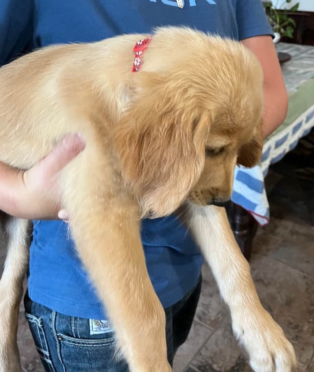 Golden Retriever Beautiful Healthy Puppies media 17