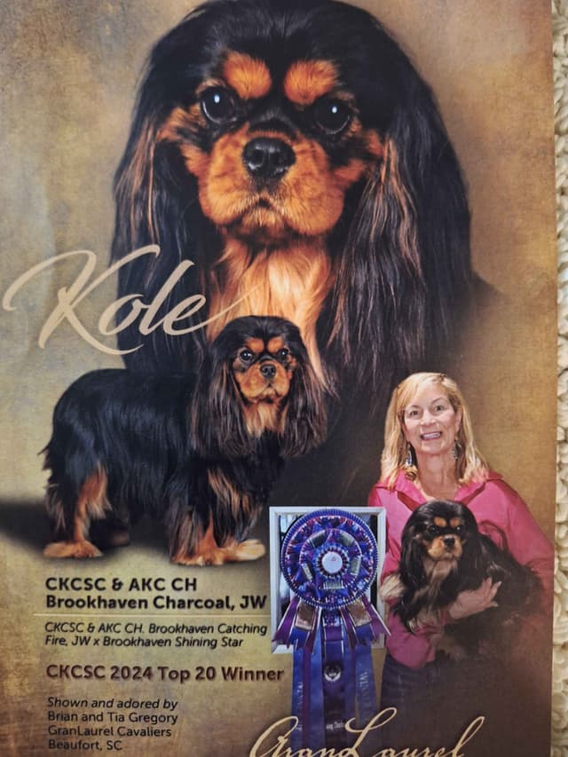 Cavalier King Charles Spaniel Puppies media 2