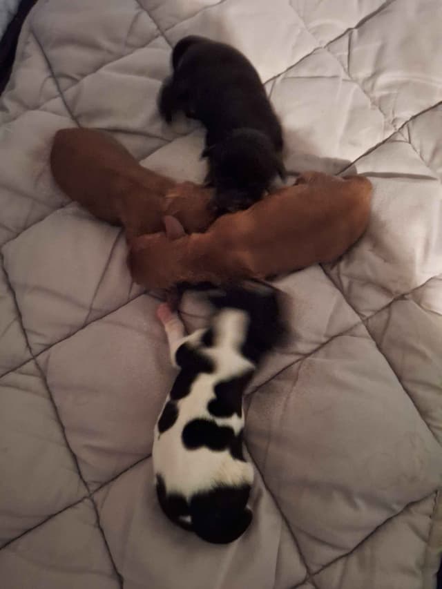 Cavalier King Charles Spaniel Puppies media 3