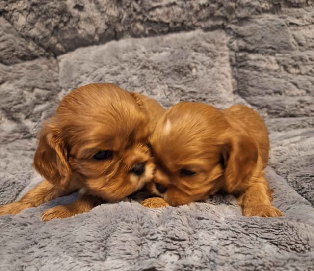 Cavalier King Charles Spaniel Puppies media 4
