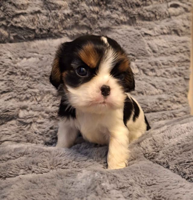 Cavalier King Charles Spaniel Puppies media 5