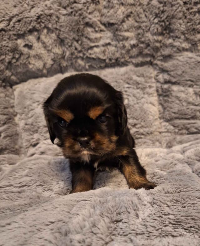 Cavalier King Charles Spaniel Puppies media 6