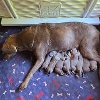 Labrador Retriever Puppies media 3