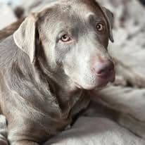Labrador Retriever Puppies media 4
