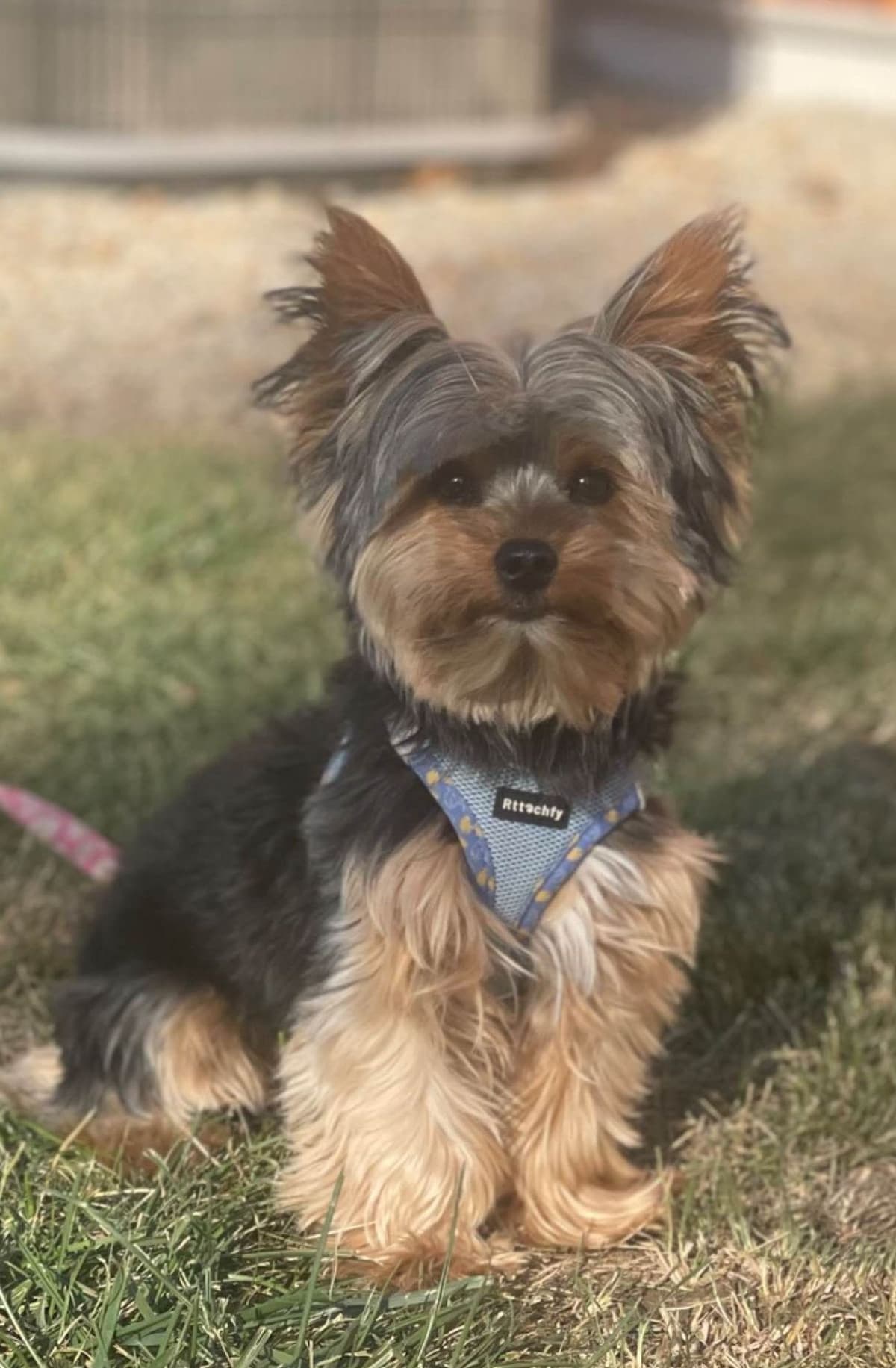 Yorkshire Terrier Puppies breeder image 2