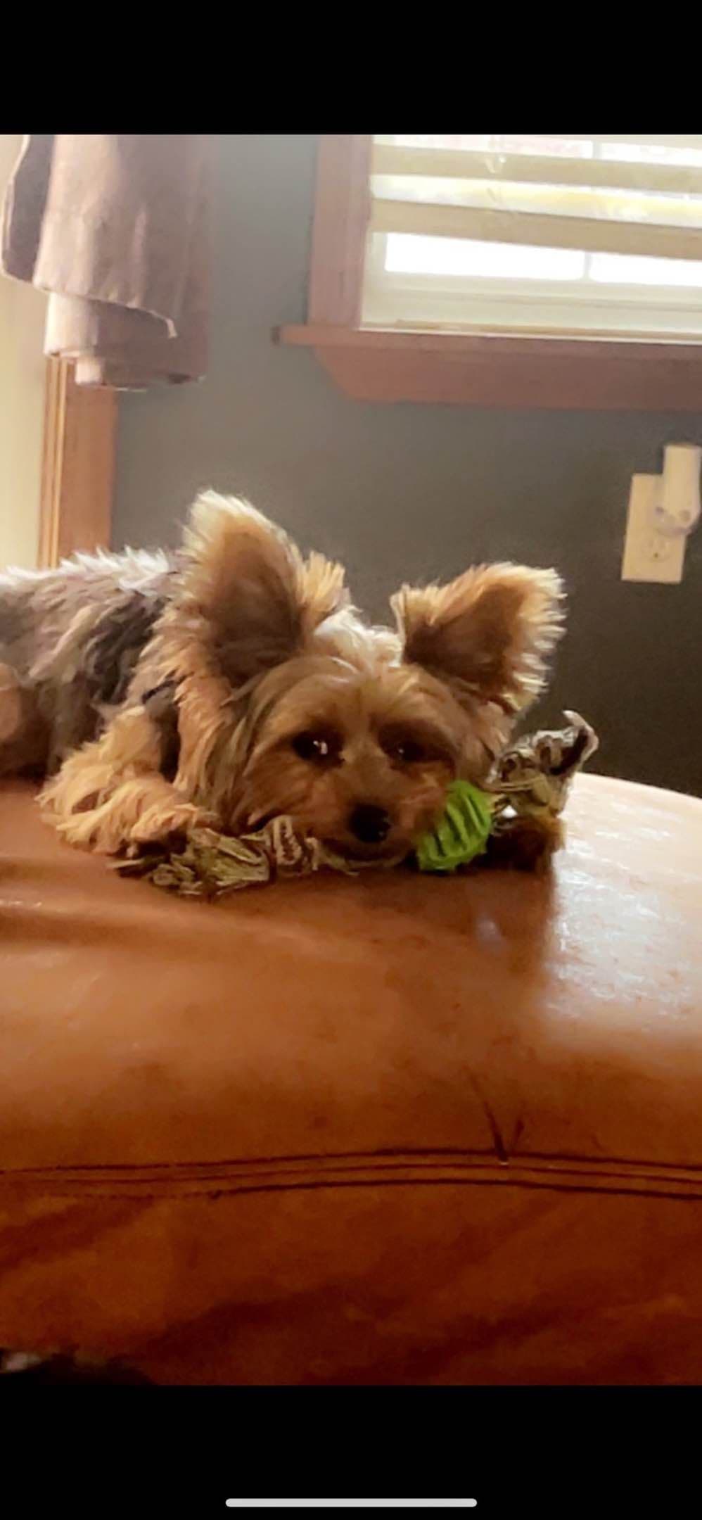 Yorkshire Terrier Puppies breeder image 3