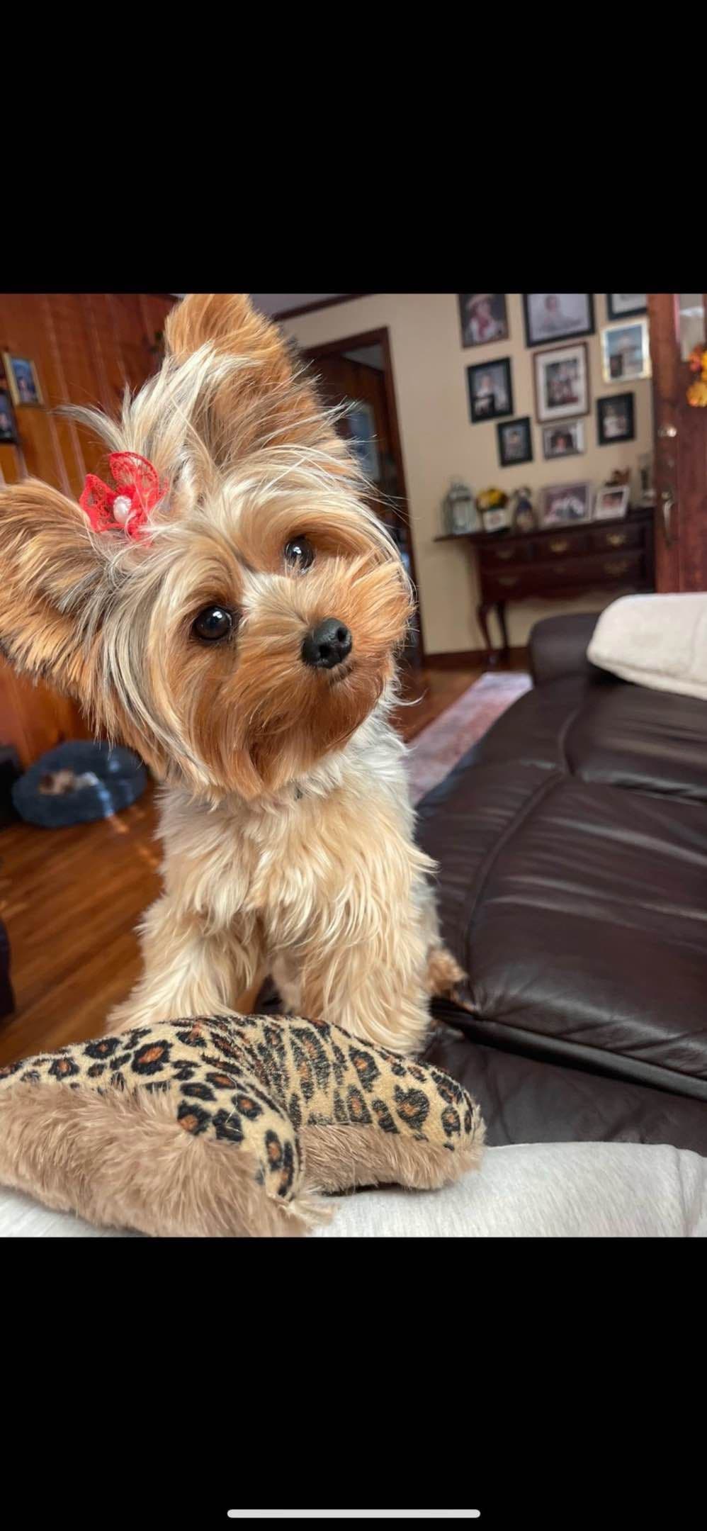 Yorkshire Terrier Puppies breeder image 4