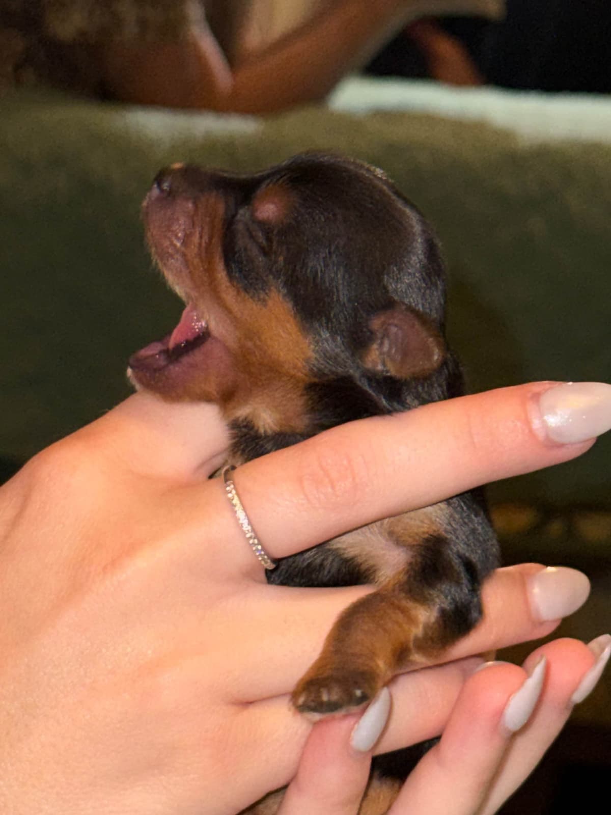 Yorkshire Terrier Puppies breeder image 5