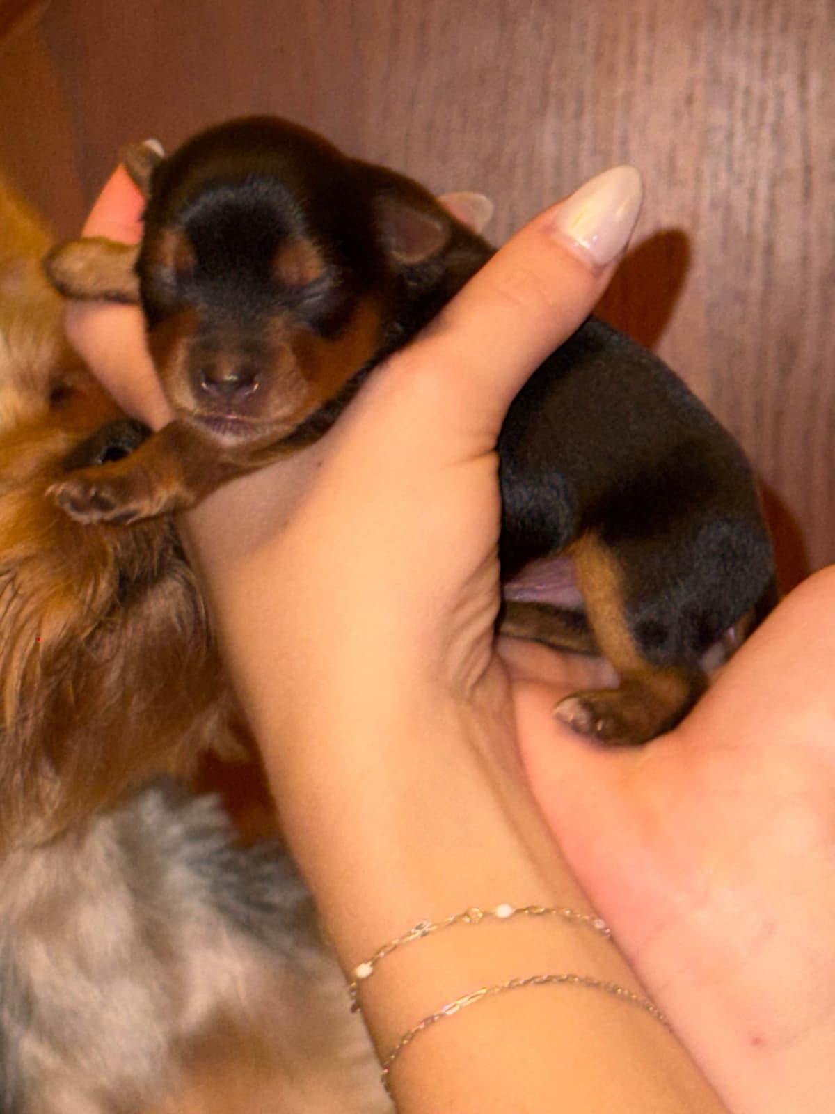 Yorkshire Terrier Puppies breeder image 6