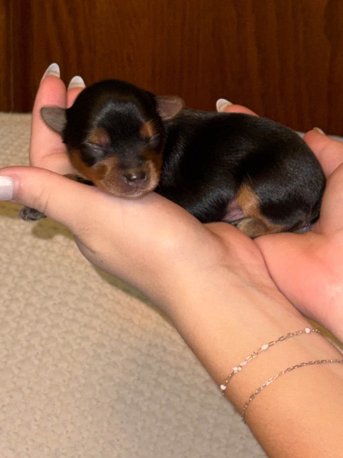 Yorkshire Terrier Puppies breeder image 7