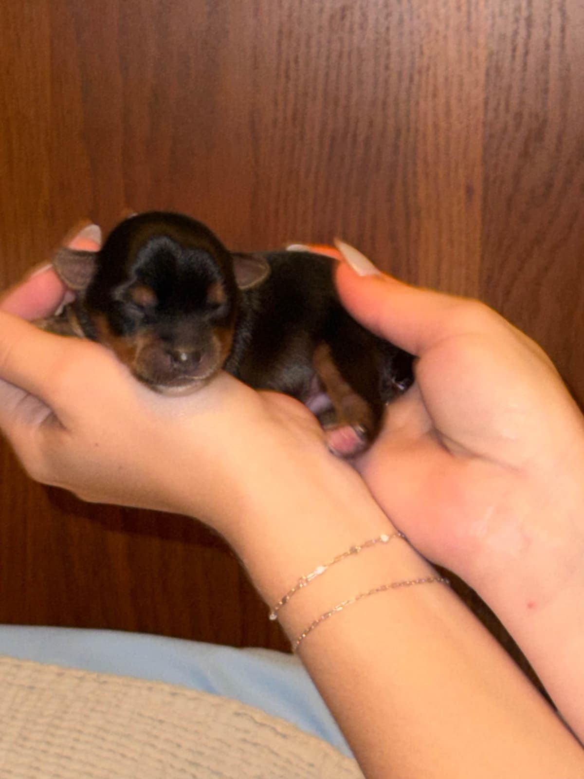Yorkshire Terrier Puppies breeder image 8