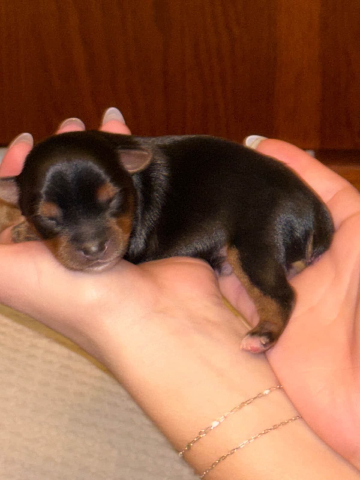 Yorkshire Terrier Puppies breeder image 9