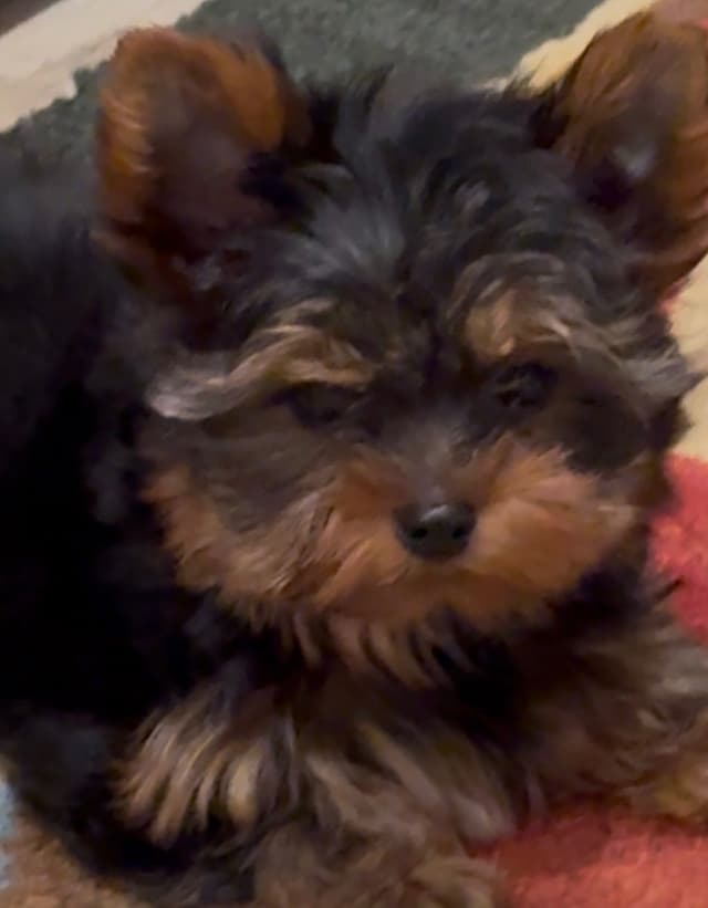 Yorkshire Terrier Puppies media 2