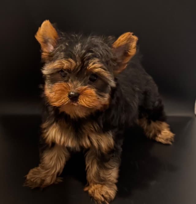 Yorkshire Terrier Puppies media 3