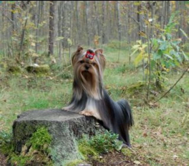 Yorkshire Terrier Puppies media 6
